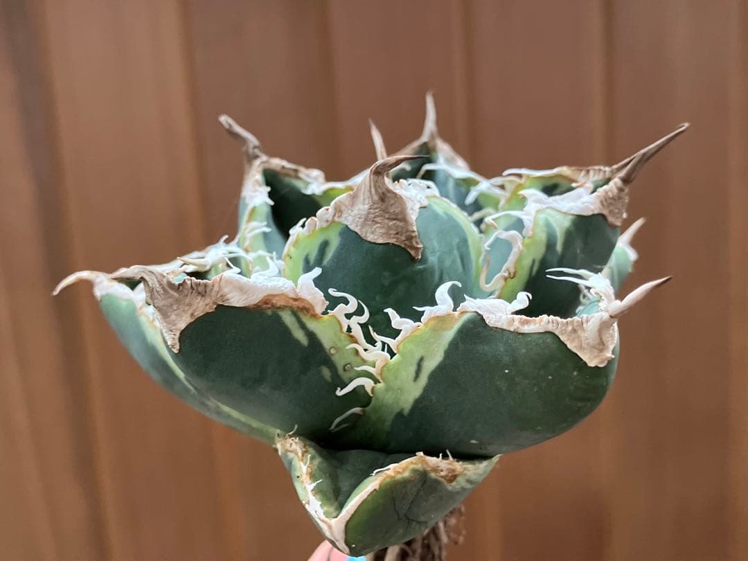 超選抜【速達】特大　優秀株　太棘　アガべ　チタノタ　SAD錦　覆輪斑　TC