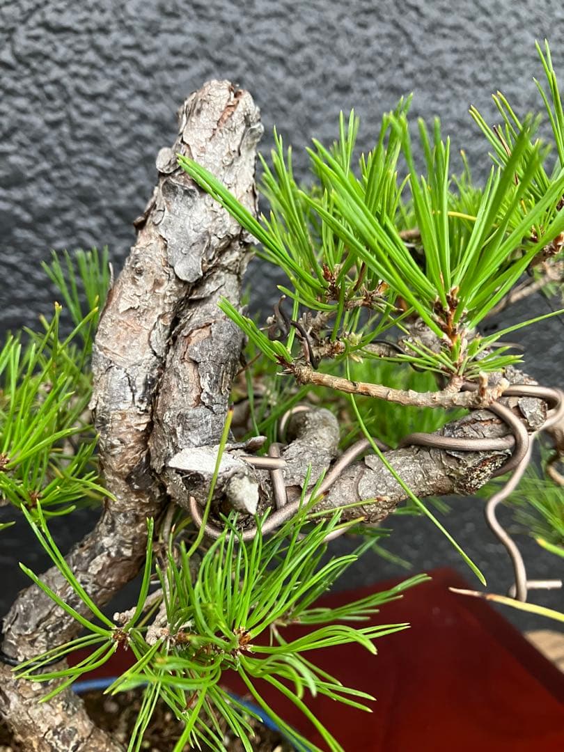 ◉赤松盆栽　変わり木　究極の逸品！　◉直ぐ飾れます　大幅値下げ2/8(日曜)迄