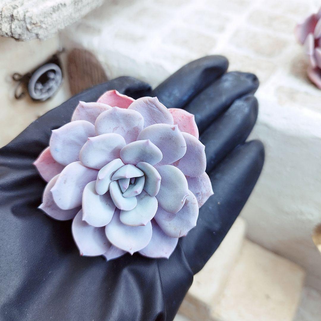 アイスパープル◎多肉植物 カット苗 韓国苗 エケベリア等