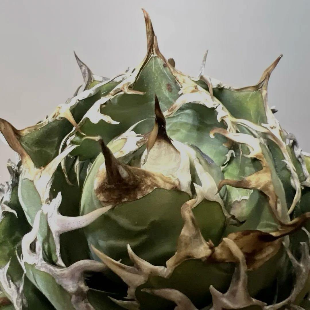 アガベ 鉢植発送 精品 白鯨 ボール型 極上血統 超良型 大株 コンテスト候補株