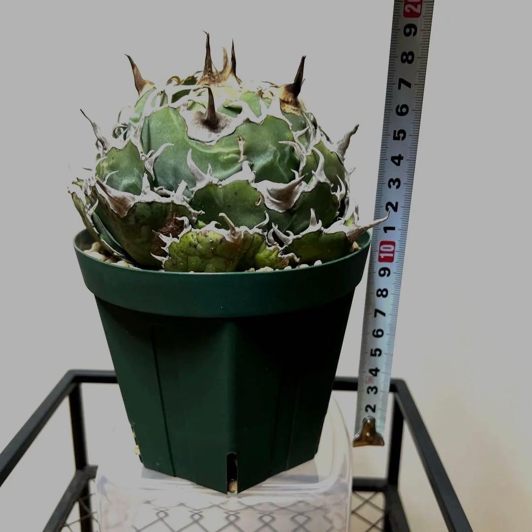 アガベ 鉢植発送 精品 白鯨 ボール型 極上血統 超良型 大株 コンテスト候補株