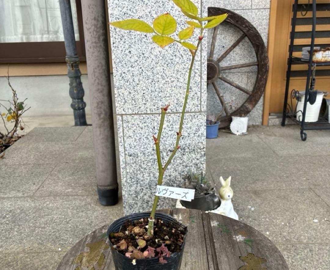 バラ苗　購入前にコメント