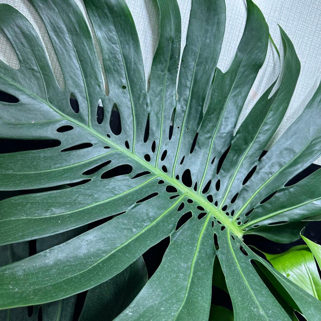 g*n様 モンステラデリシオーサマクロコズム超超大株超希少系統鉢植え高さ101㎝