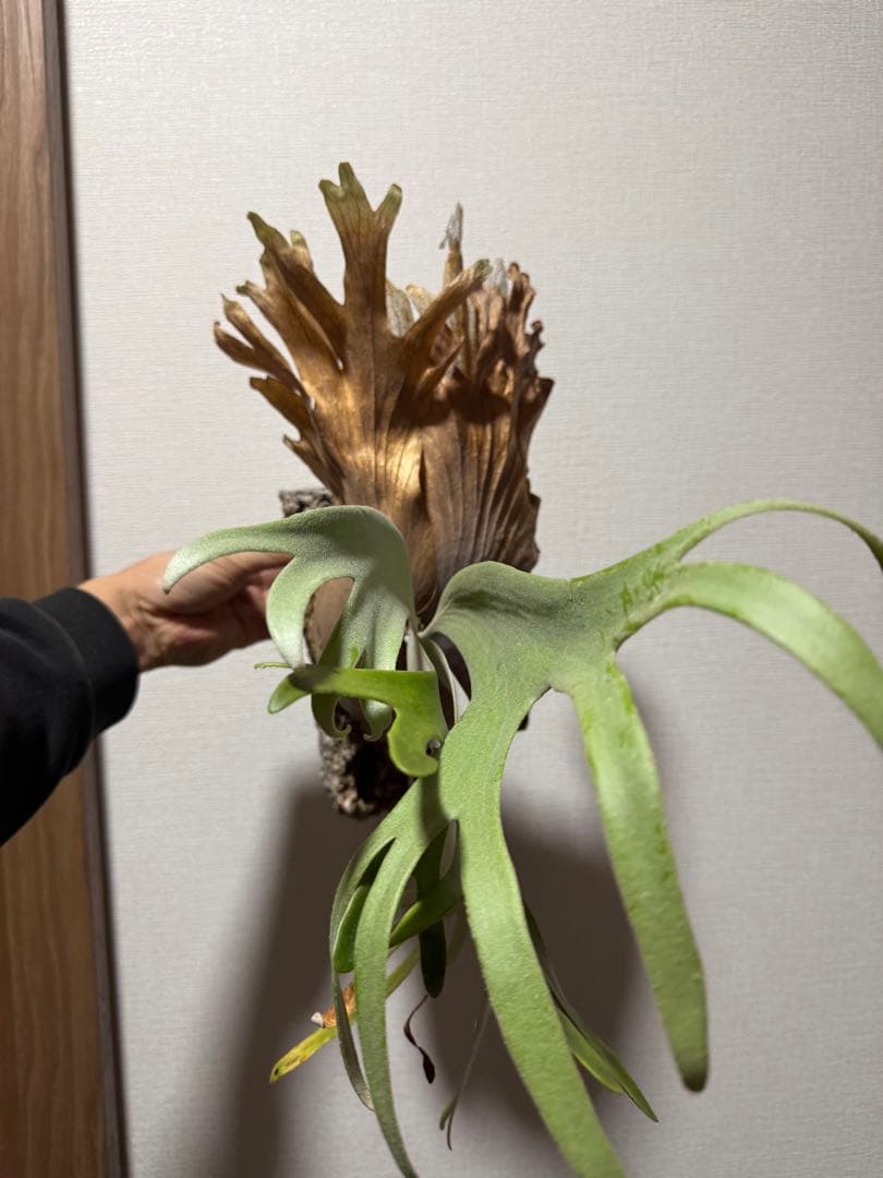 ビカクシダ　P. willinckii 'Kaika' カイカ