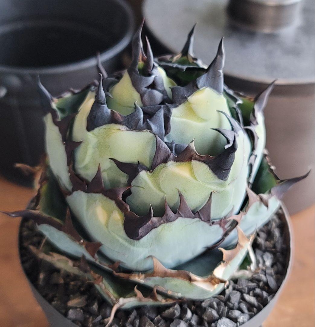 【龍皆歡さま専用】ブラック&ブルー　BB 　標本株