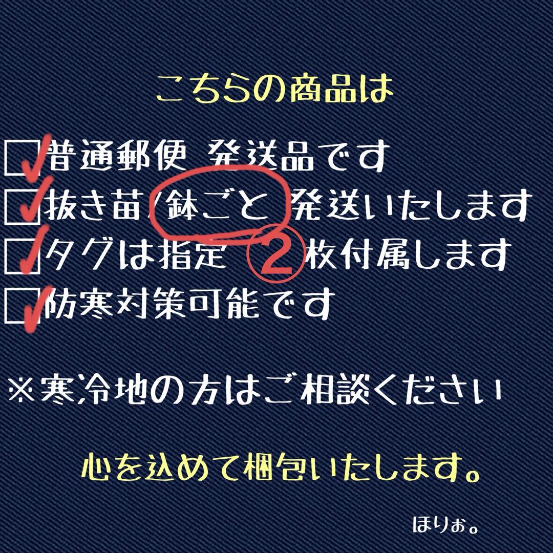 S*2様 【クリスマスオークション】④サイズ大　ぶつぶつ　アガベ　鰐亀　TC