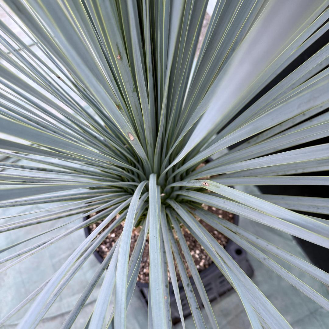 【AL1077】ユッカ　LA ALBERO　ランチョブルー　数量限定販売