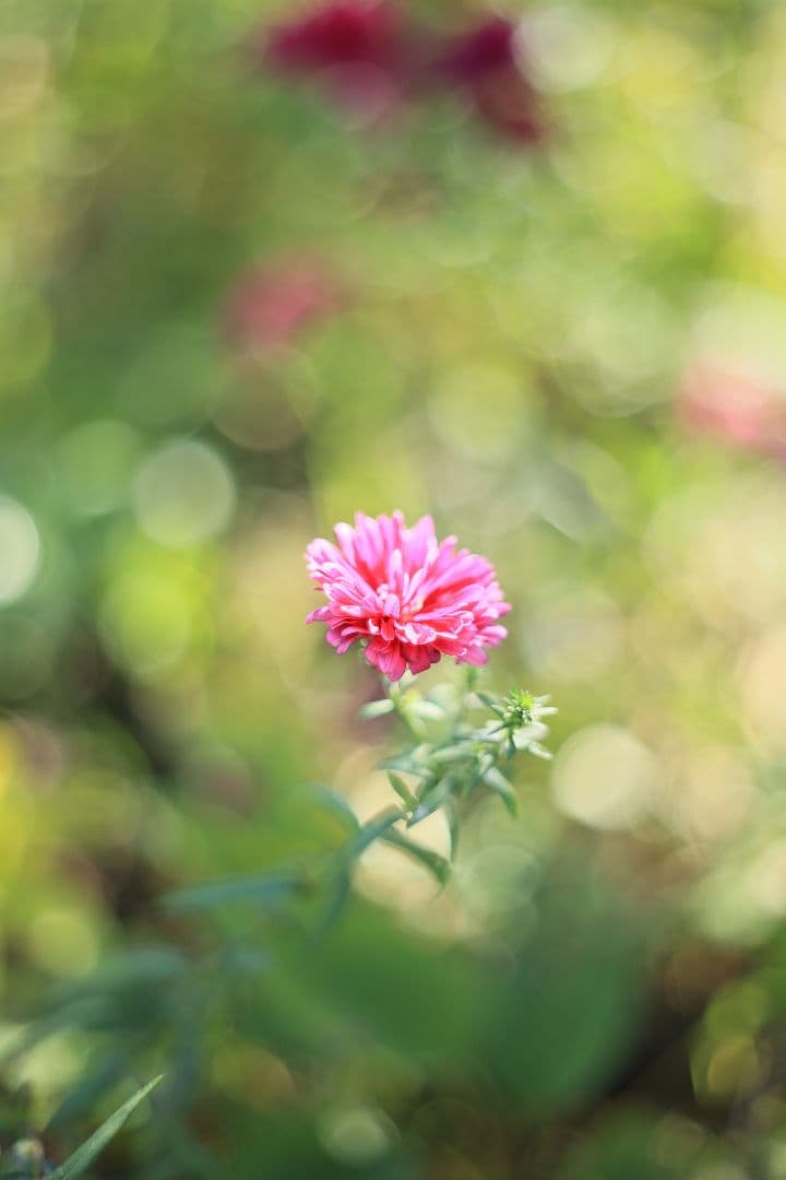 PENTACON auto 50mm F1.8 後期型 【美品】