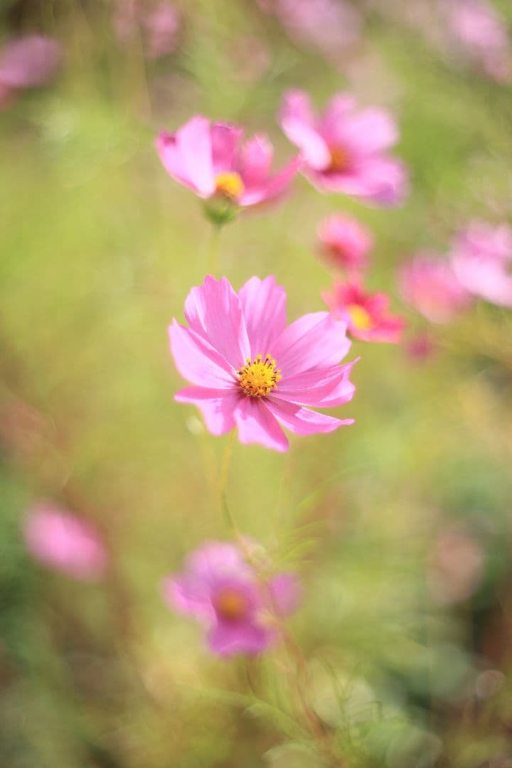 PENTACON auto 50mm F1.8 後期型 【美品】