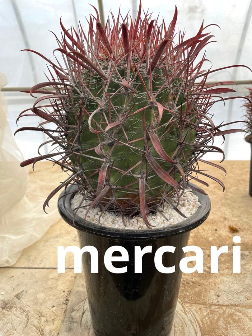 サボテン フェロカクタス 神仙玉