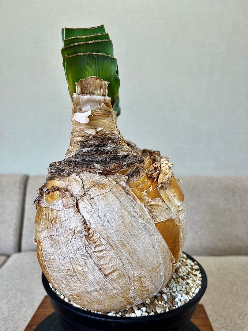 ブーファン ハエマンソイデス ダブル 大株 休眠明け