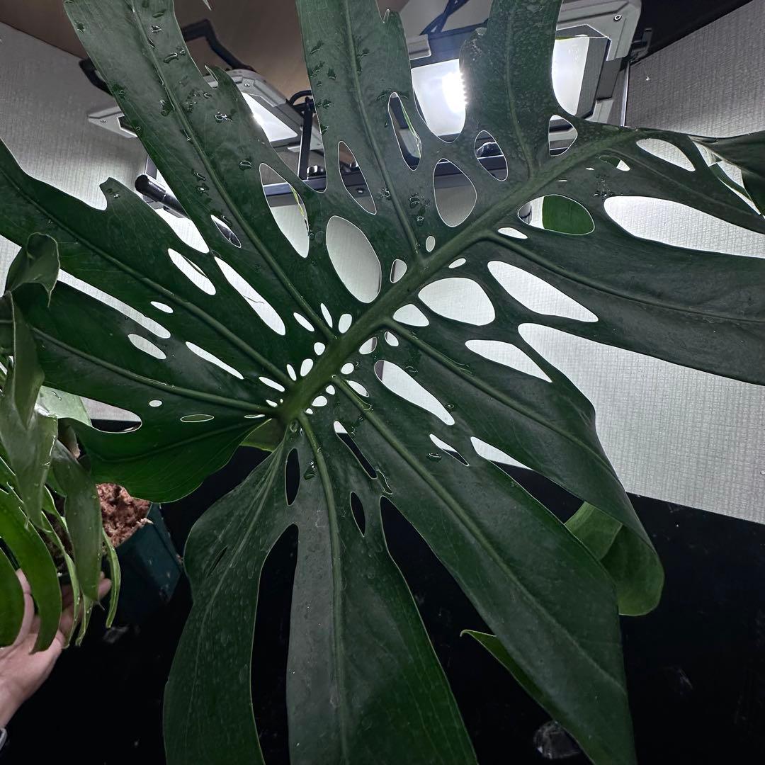 2*4様 モンステラデリシオーサマクロコズム超希少系統鉢植え71㎝