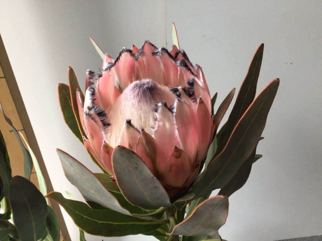 お花が咲いて来たのでプライス販売。希少品種のプロテア・オーストラリスピンク3輪咲