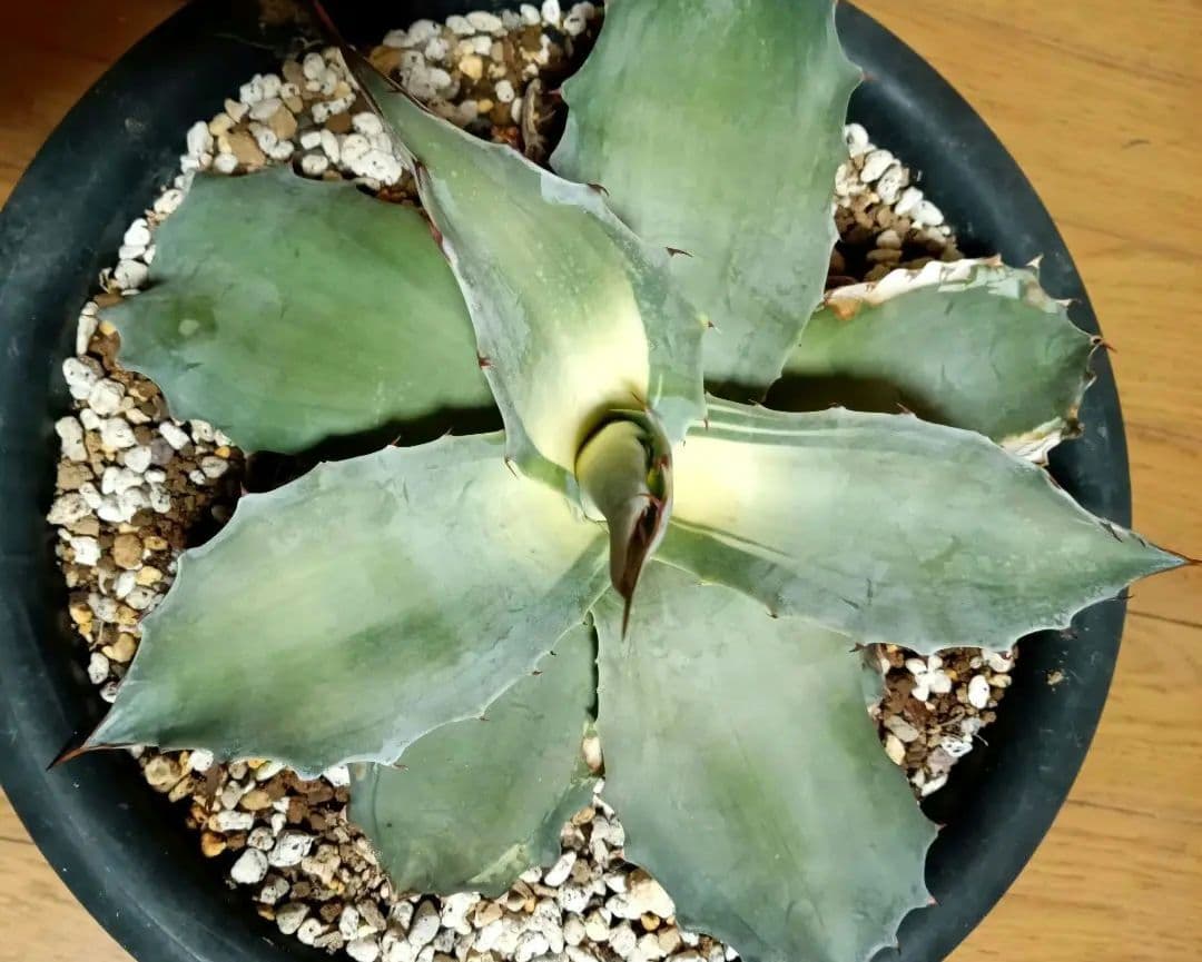 O*@様 アガベ　オバティフォリア　中斑　アウェイクニングエンジェル　オルカ　キ