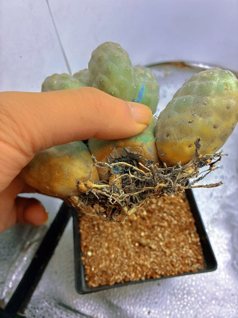 K*a様 T247多頭小型 緑色 球状サボテンテフロカクタス ゲオメトリクス（1