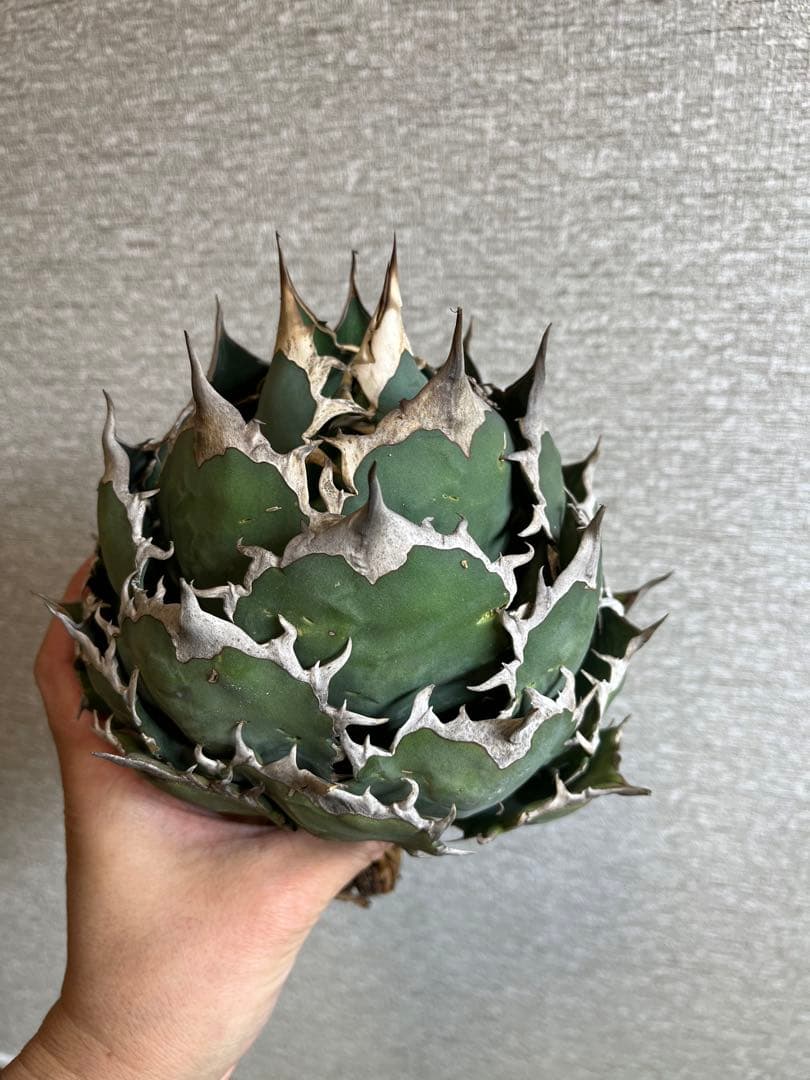 【コレクション株】ノーネーム　ボールタイプ　アガベ