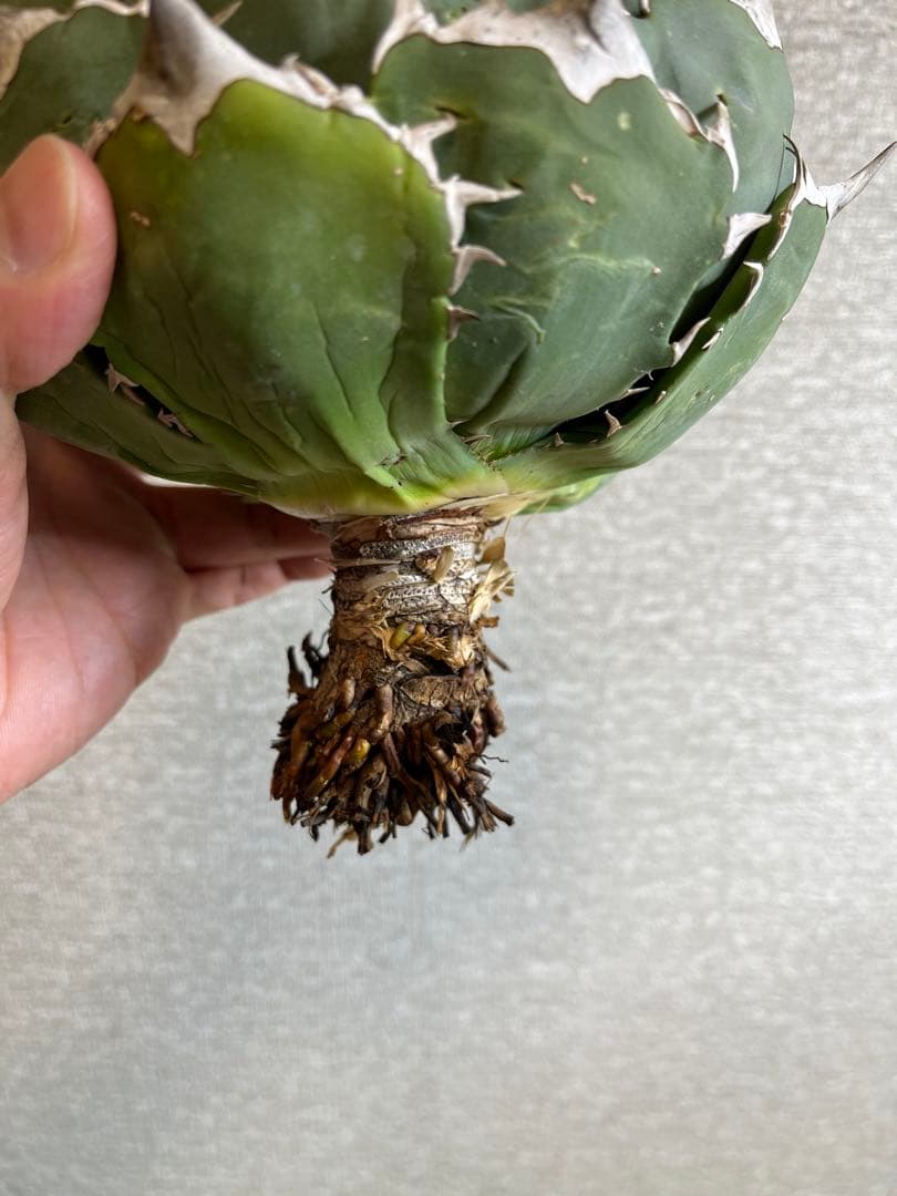 【コレクション株】ノーネーム　ボールタイプ　アガベ