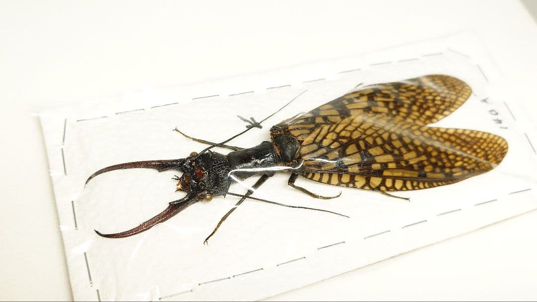 巨大!ヘビトンボ標本　14cm級―①