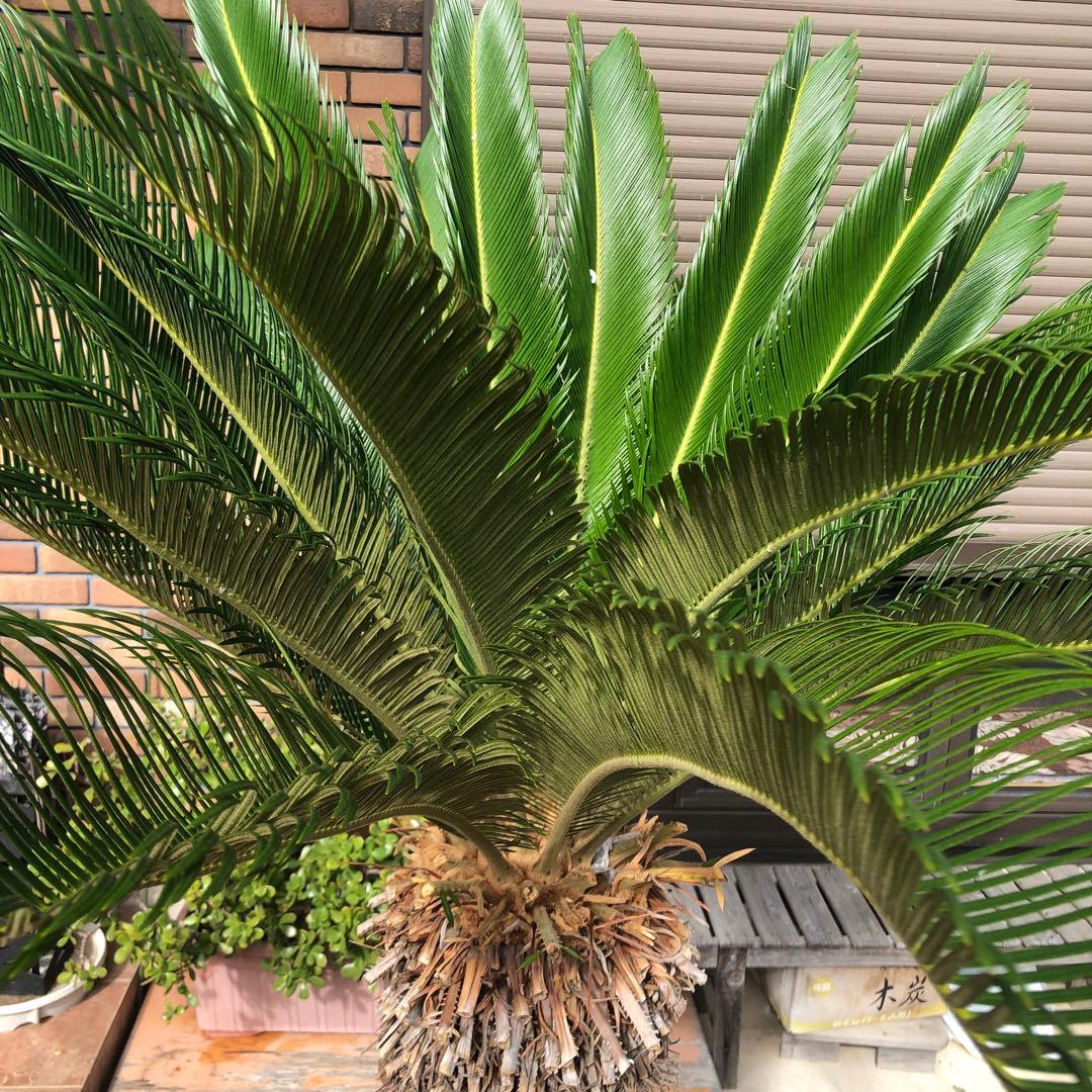 蘇轍　ソテツ　庭木 ガーデニング　地上から葉先までの長さ190㎝　☆早い者勝ち☆