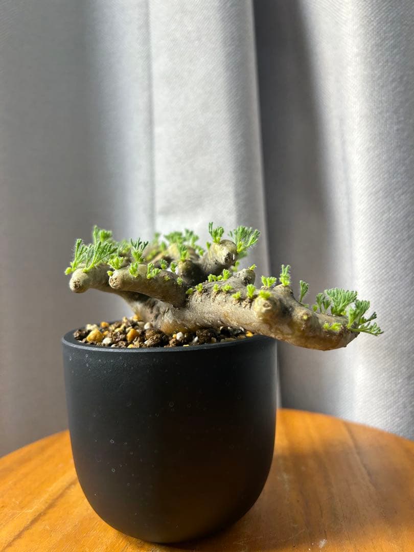 良型発根済サルコカウロン ムルチフィズム モンソニア ムルチフィダ パキプス