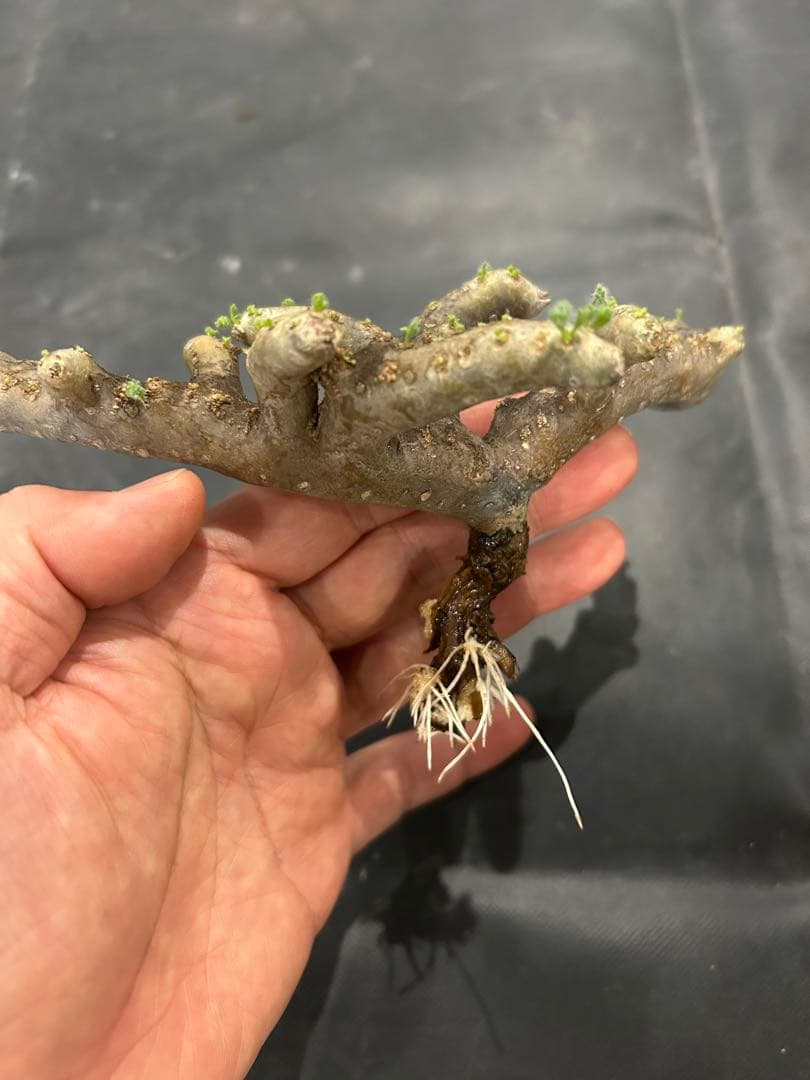 良型発根済サルコカウロン ムルチフィズム モンソニア ムルチフィダ パキプス