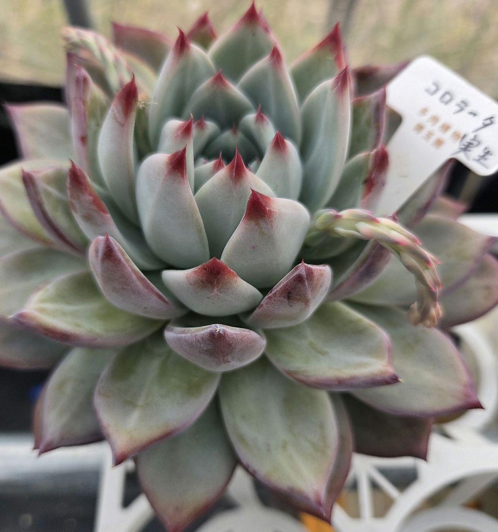 多肉植物…エケベリア♬*°札付き錦玉園コロラータ花芽付き大苗子株付き