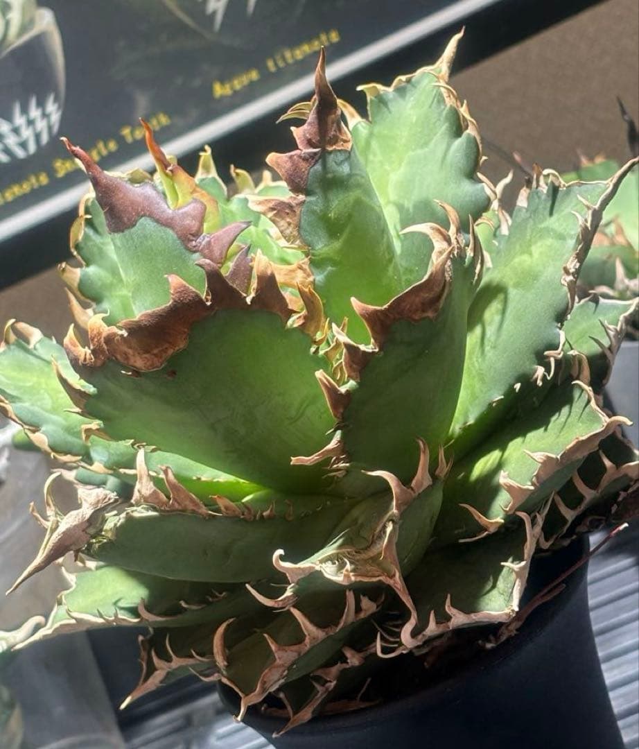 限定品！アガベチタノタレッドヴェノム（極上株）超S級激レアsuperイラン大株！