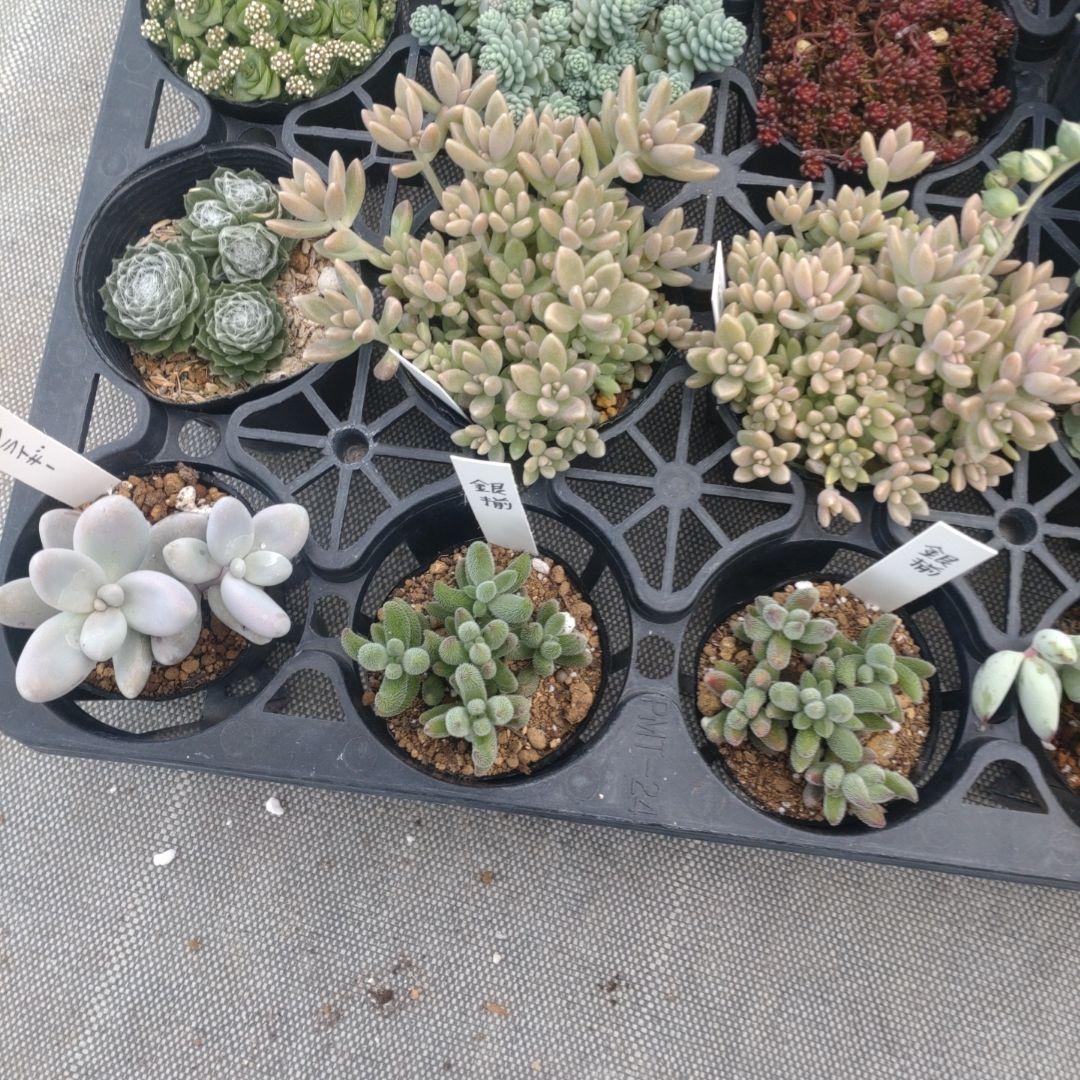 mimizuku ♪(´ε｀ )さん専用