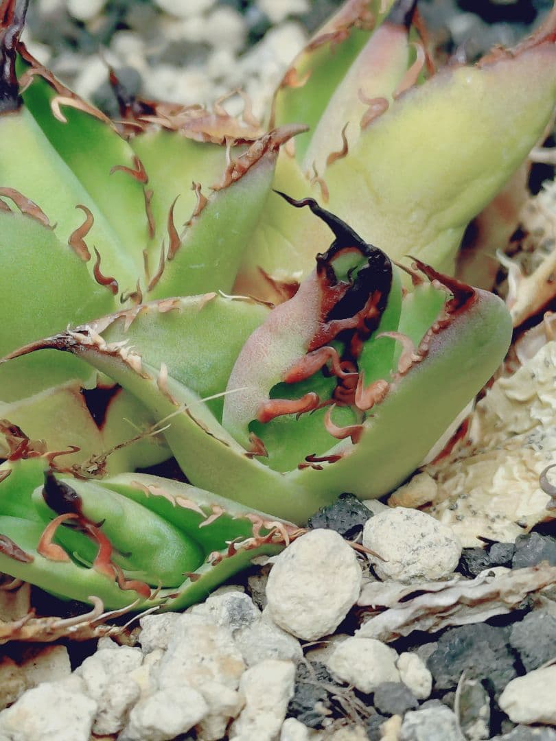 アガベ　チタノタ　エボリ×BB　エボリBB　ハイブリッド　子株