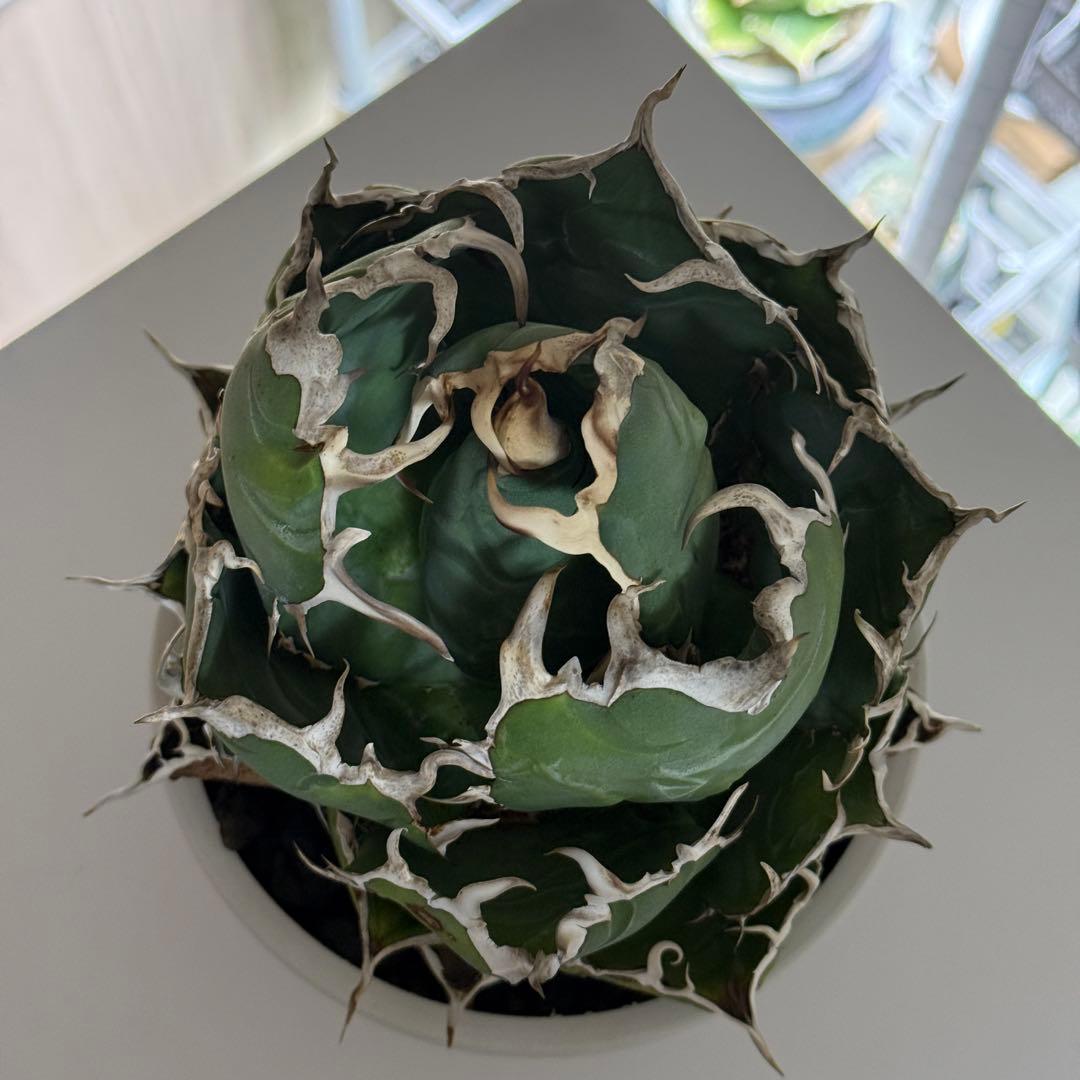 アガべ　白鯨　大株　ボール型完成形