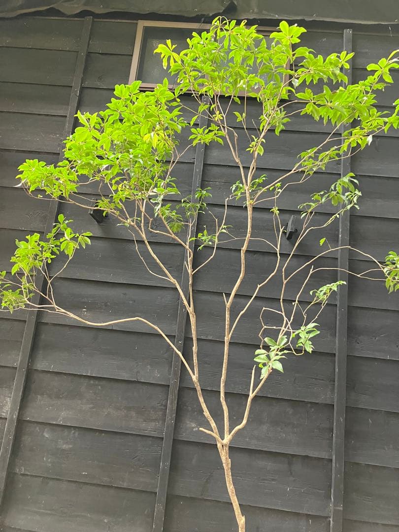 51 山採り　アセビ