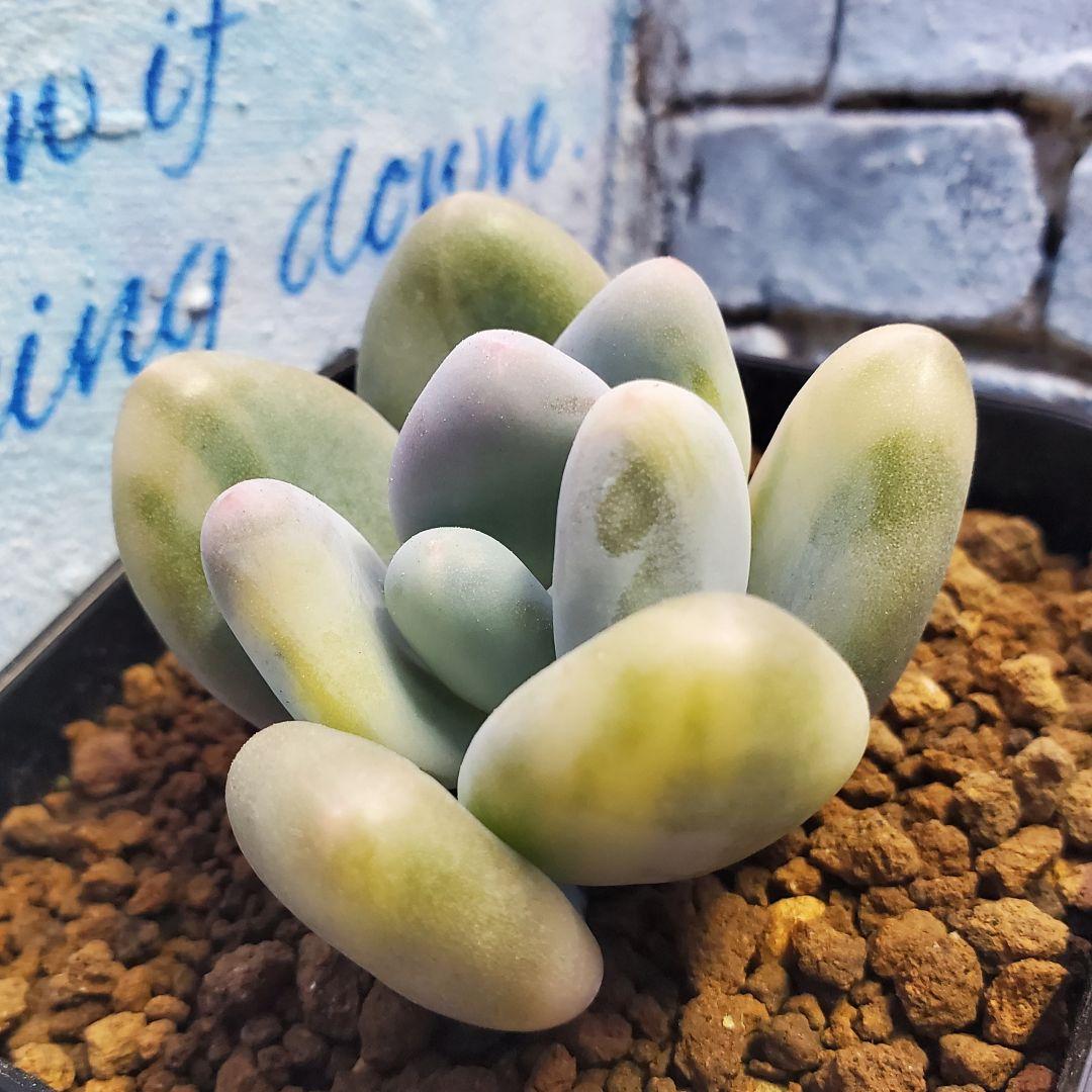 多肉・グリーンエメラルド美人錦・抜き苗