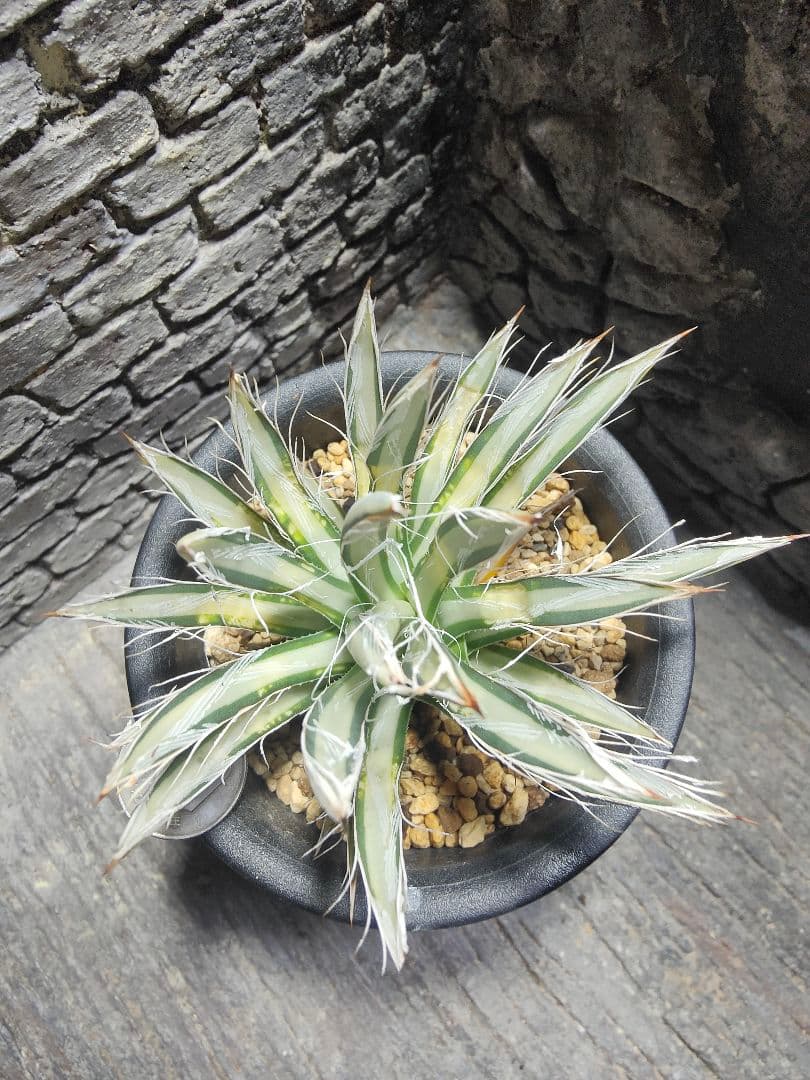 アガベ　姫乱れ雪　白中斑