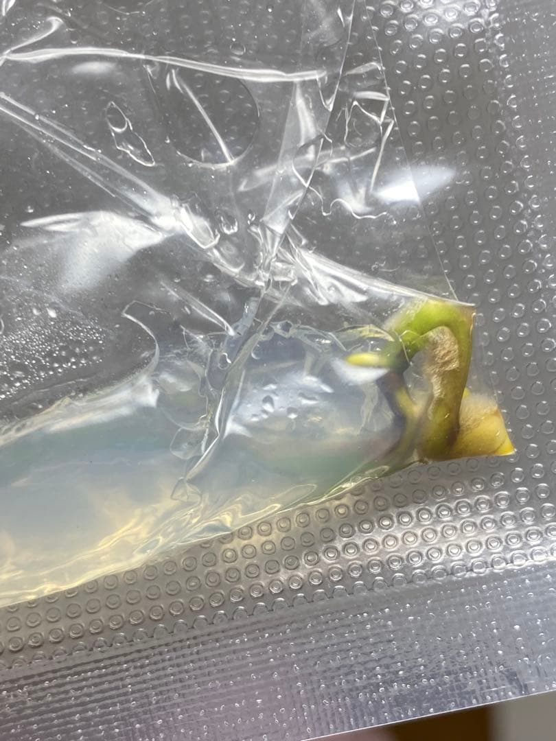 V*a様 【セール‼️】モンステラ　デリシオーサ　バルバソー　フシギダネ/ベトシ