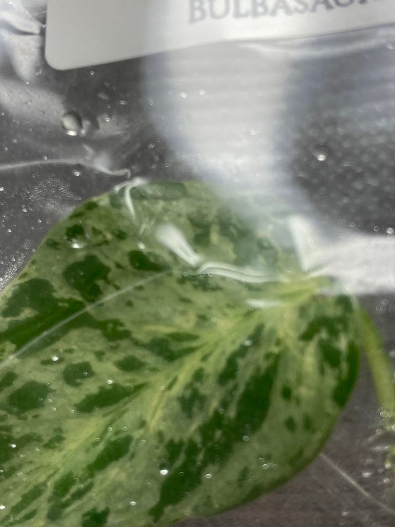 V*a様 【セール‼️】モンステラ　デリシオーサ　バルバソー　フシギダネ/ベトシ