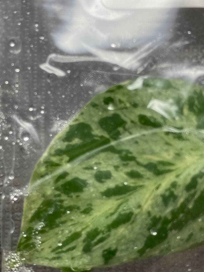 V*a様 【セール‼️】モンステラ　デリシオーサ　バルバソー　フシギダネ/ベトシ