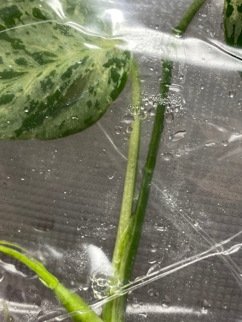 V*a様 【セール‼️】モンステラ　デリシオーサ　バルバソー　フシギダネ/ベトシ