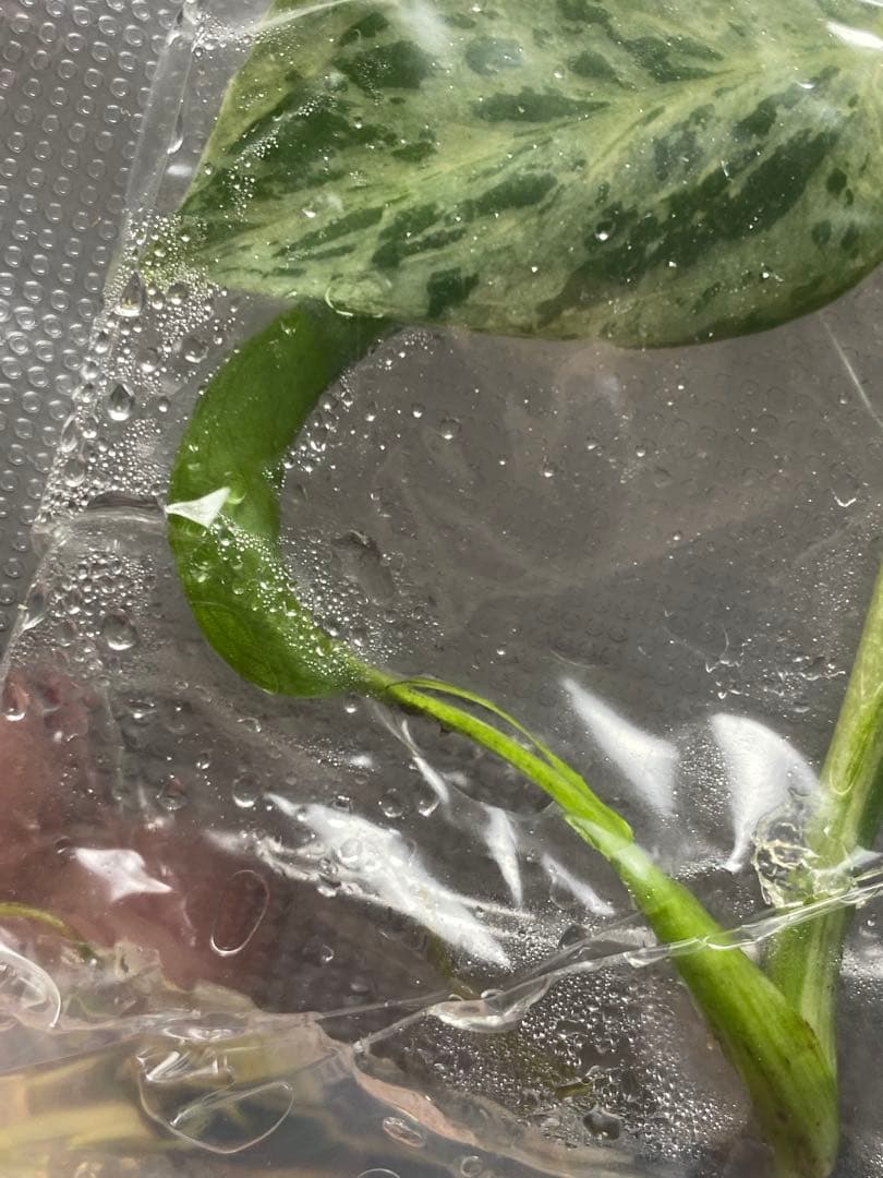 V*a様 【セール‼️】モンステラ　デリシオーサ　バルバソー　フシギダネ/ベトシ