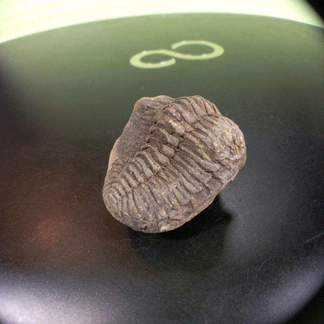 三葉虫　化石　fossil　ボリビア産　trilobite　三葉虫判別⑩