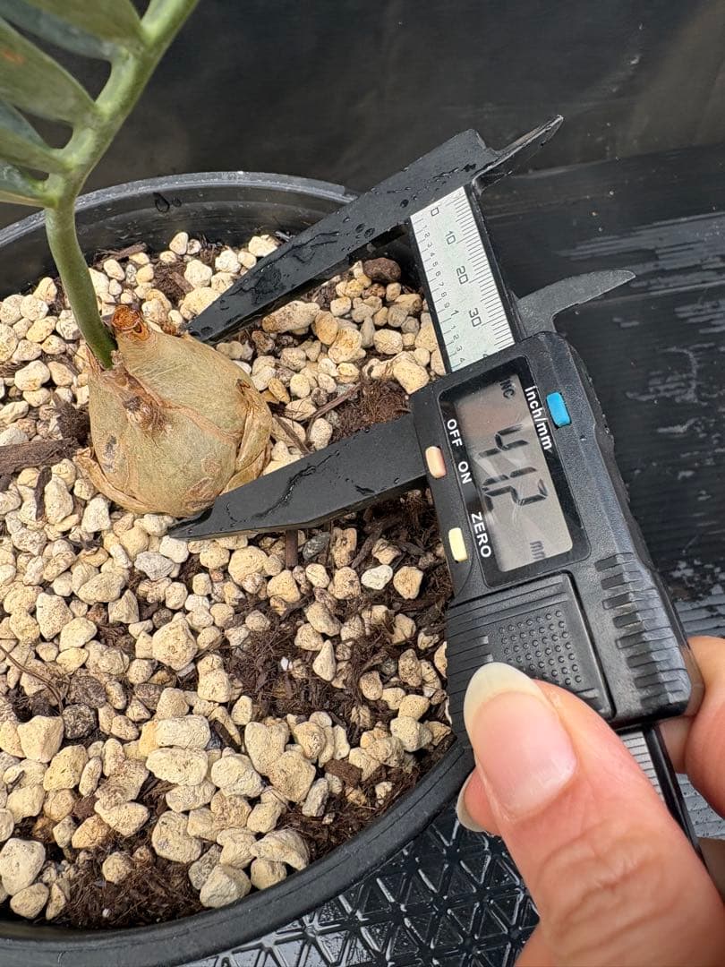 初売りセール　エンセファラルトス ホリダス ドワーフ　4㎝可愛いサイズ