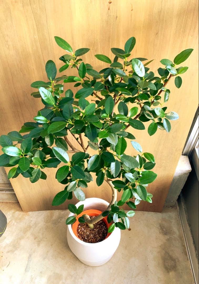 Raki　　フランスゴム　リビングサイズ