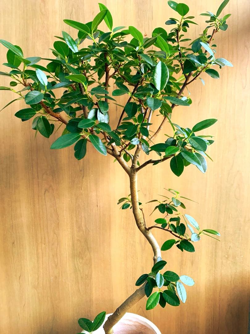 Raki　　フランスゴム　リビングサイズ