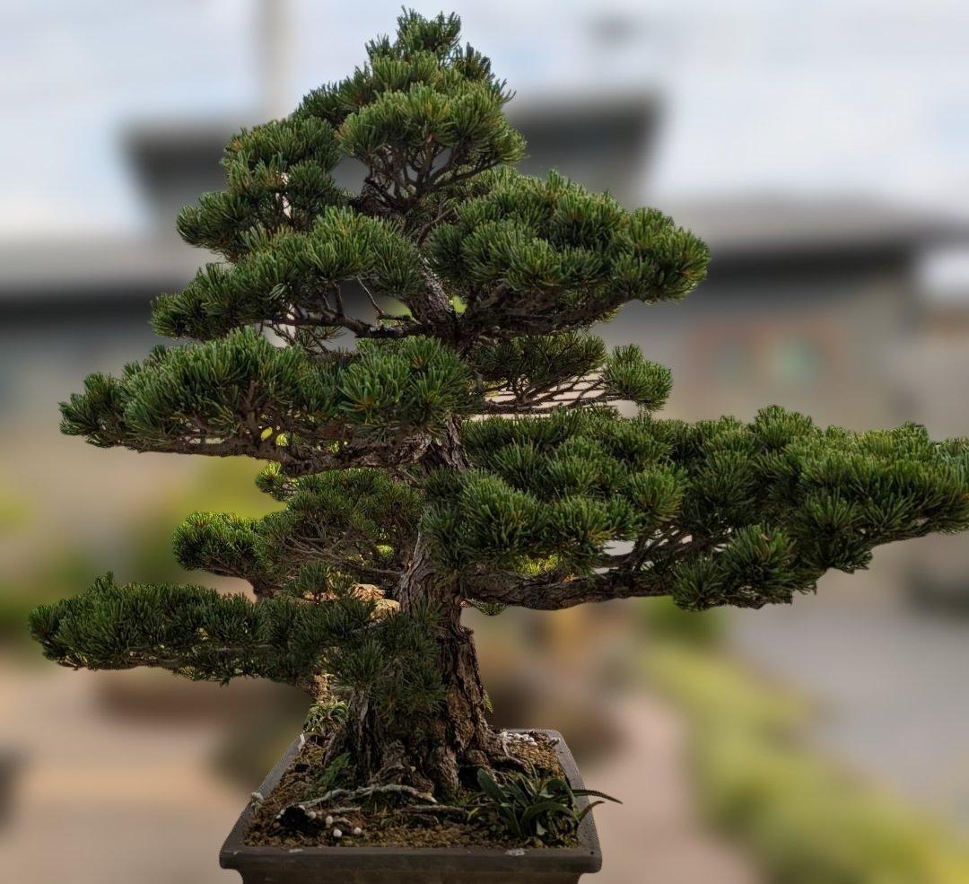 五葉松　大型盆栽