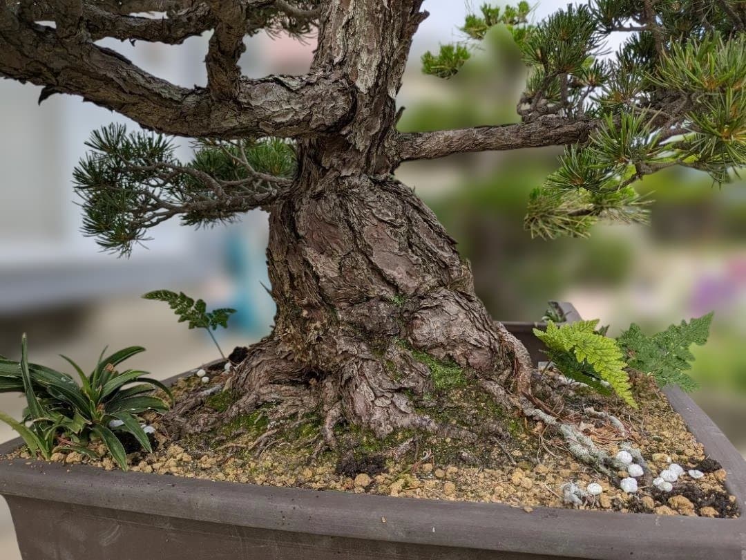 五葉松　大型盆栽