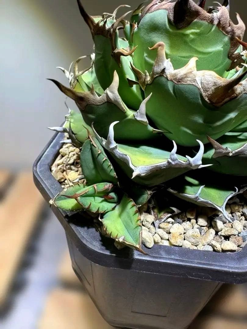 アガベチタノタ【姫巌竜　親株出品】子株2個付き