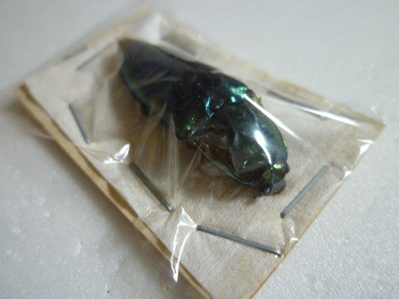 【外国産コメツキムシ標本】ノブオオオアオコメツキ/湖北省.英山産/35.8mm