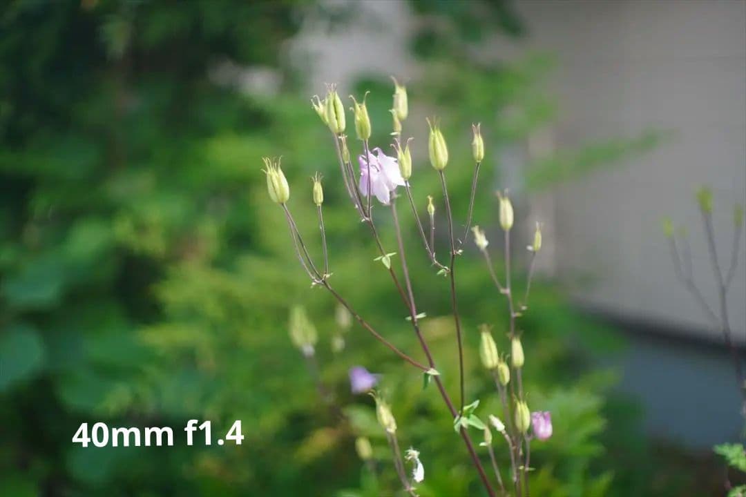 作例つき作動品 OLYMPUS PEN FT レンズ2本付き ハーフカメラ