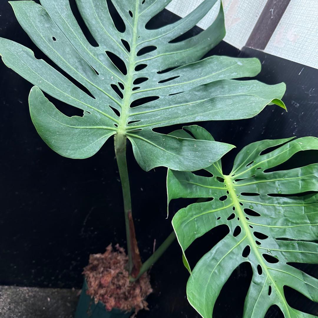 モンステラデリシオーサマクロコズム超希少系統鉢植え72㎝