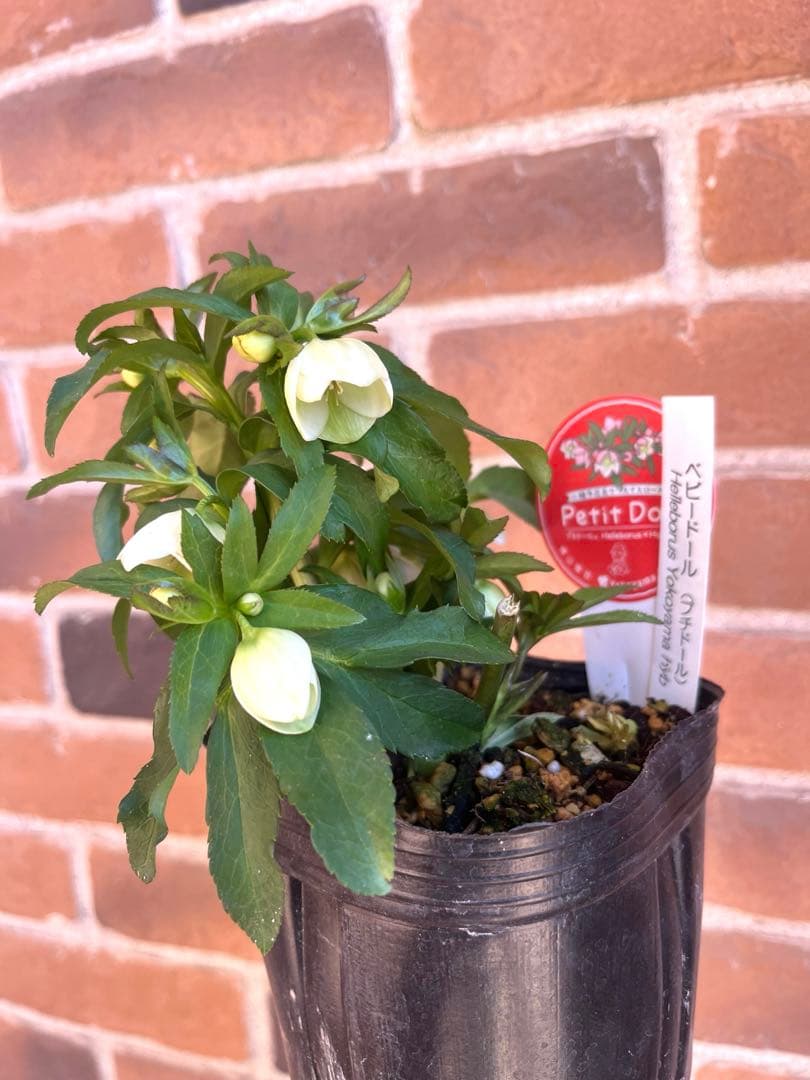 クリスマスローズ　横山園芸　ベビードール