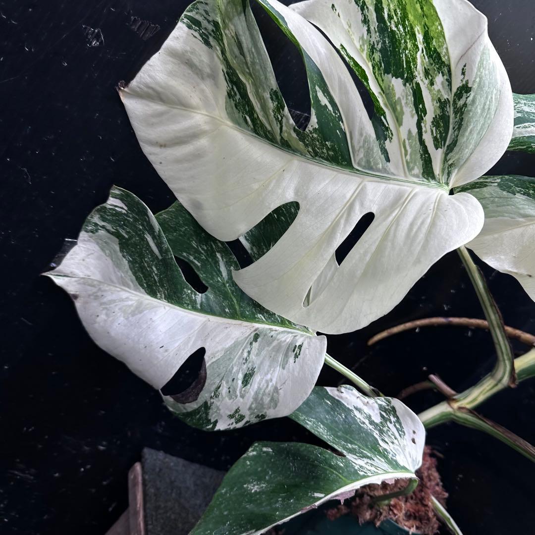 お*め様 斑入りモンステラ ホワイトタイガー極美大株71cm白斑多